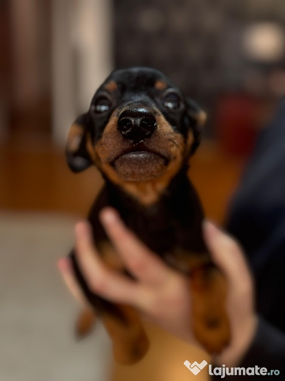 Vând pui de Pinscher Pitic (băiat)