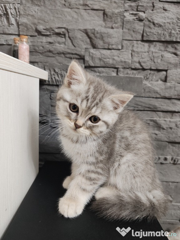 Pisici british shorthair