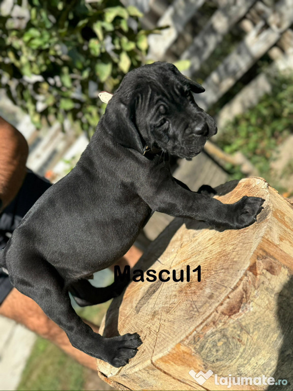 Pui Cane Corso Deosebiți