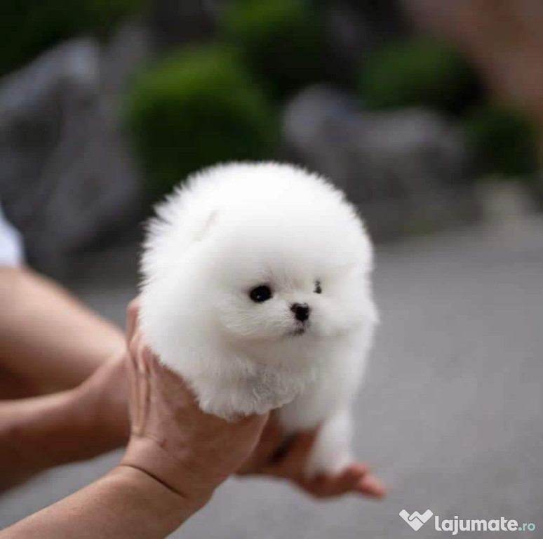 Pomeranian miniatura boo