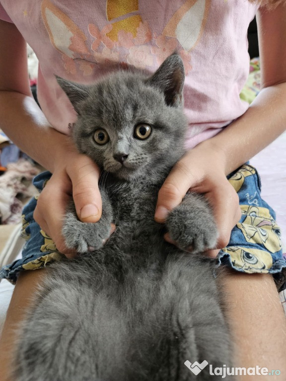 Pui de pisică British Shorthair blue