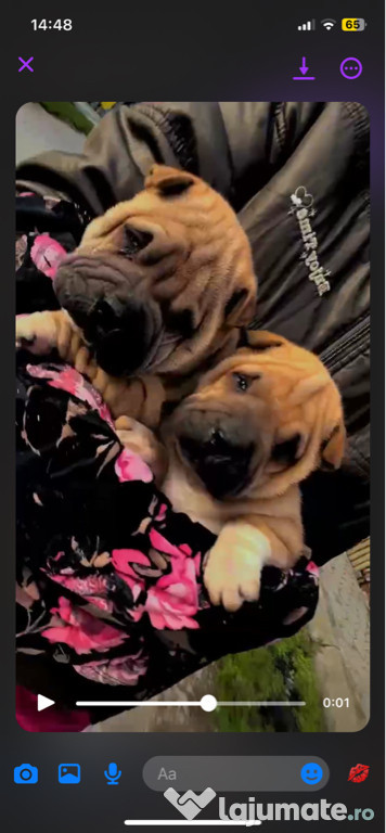 Cățeluși Shar Pei