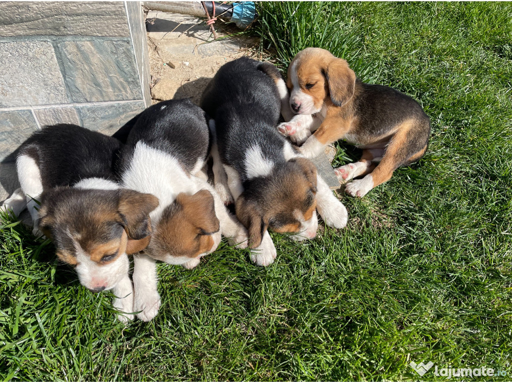 Mascul Beagle garantie acte