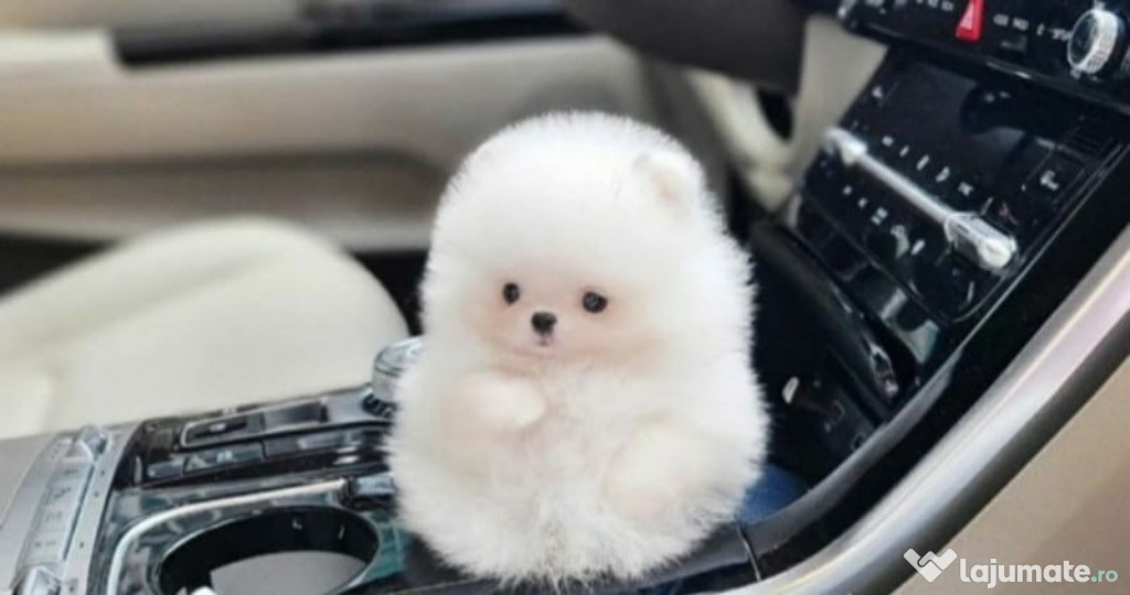 Pomeranian puppy mini asigur transport