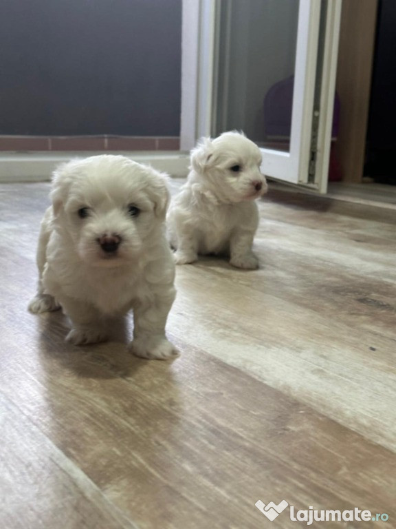 Bichon Maltez de 6 SAPTAMANI