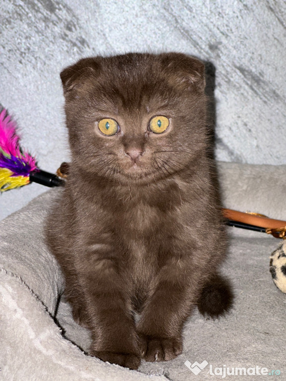 Scottish fold scortisoara