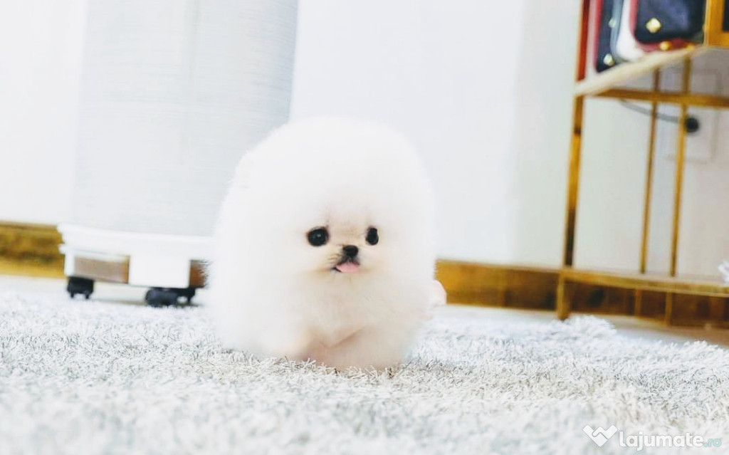 Pomeranian mini boo