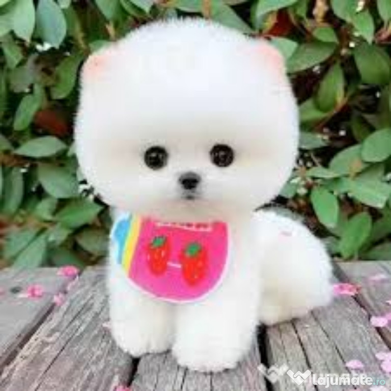 Pomeranian mini toy