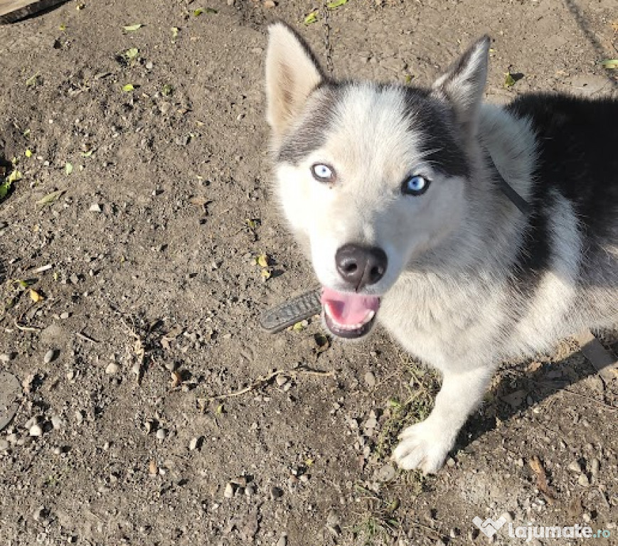 Vand huskey siberian cu ochi albastrii