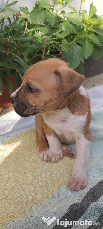 Amstaff mascul 7 saptamani