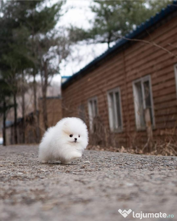 Pomeranian boi teacup