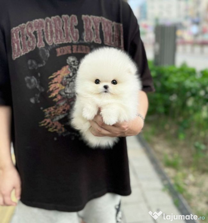 Pomeranian talie mica la maturitate