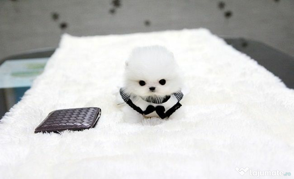 Pomeranian boo mini