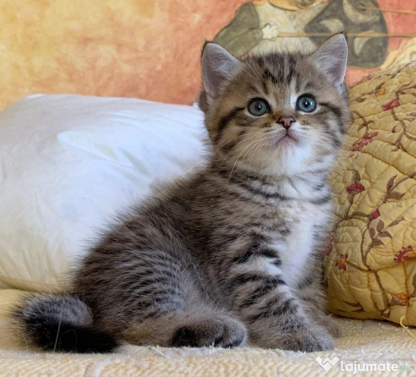 British Shorthair