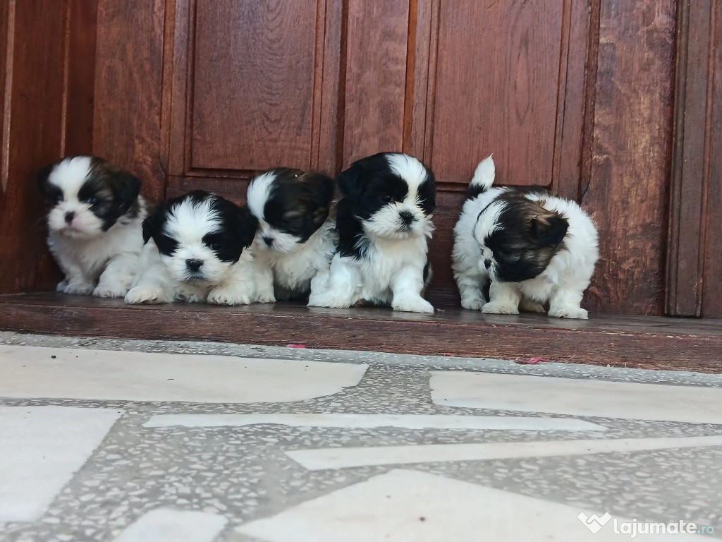 Pui shih tzu de vânzare