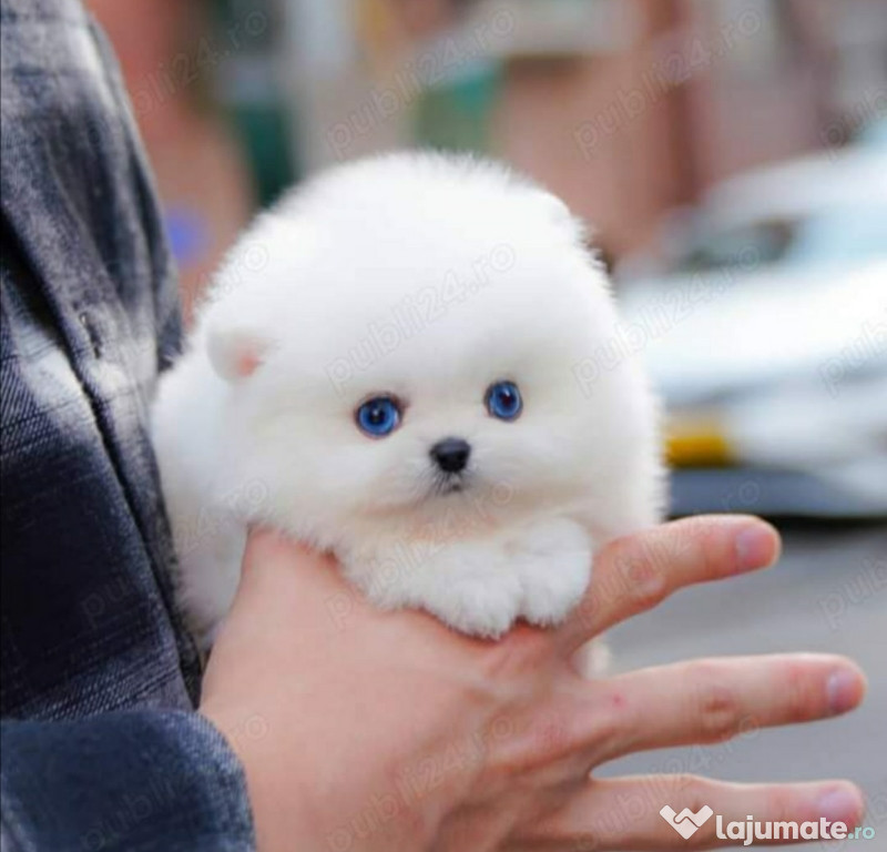 Pomeranian puppy teeacup mini