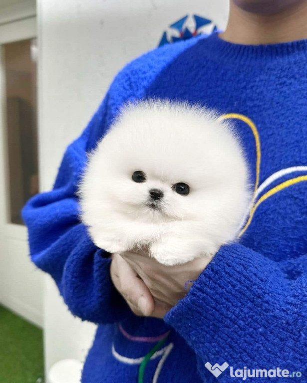 Pomeranian mini toy ursuleț cu viata