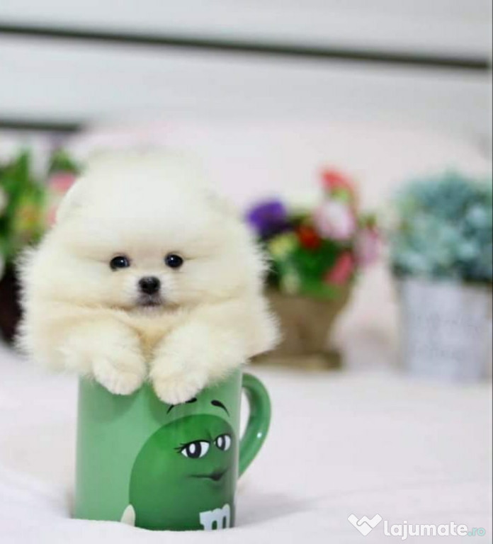 Pomeranian Ursuleț Mini Boo modelul teeacup