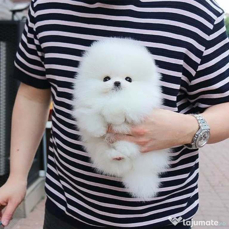 Pomeranian Puppyas mini boo