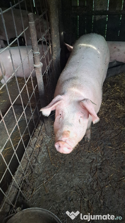 Porci pentru Crăciun