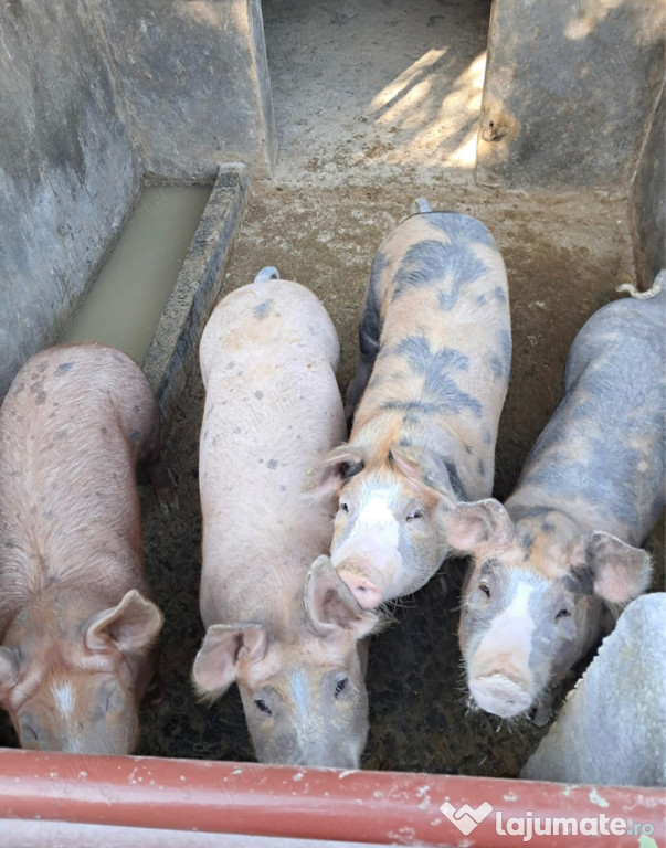 Vând porci grași, grăsuni și purcei