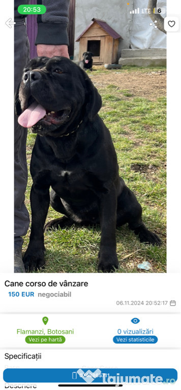 Cane Corso de vânzare