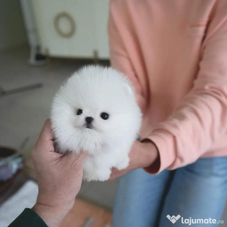 Pomeranian cel mai frumos cadou boo