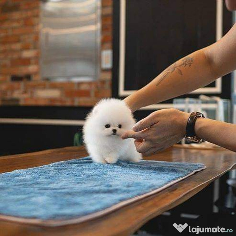 Pomeranian boo puppy