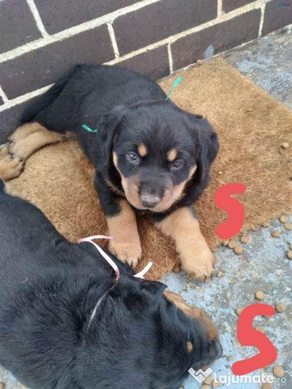 Căței Rottweiler de 12 săptămâni pentru adopție