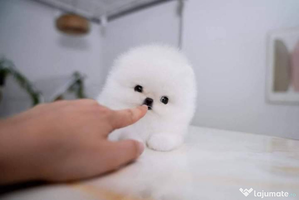 Pomeranian boo puppias