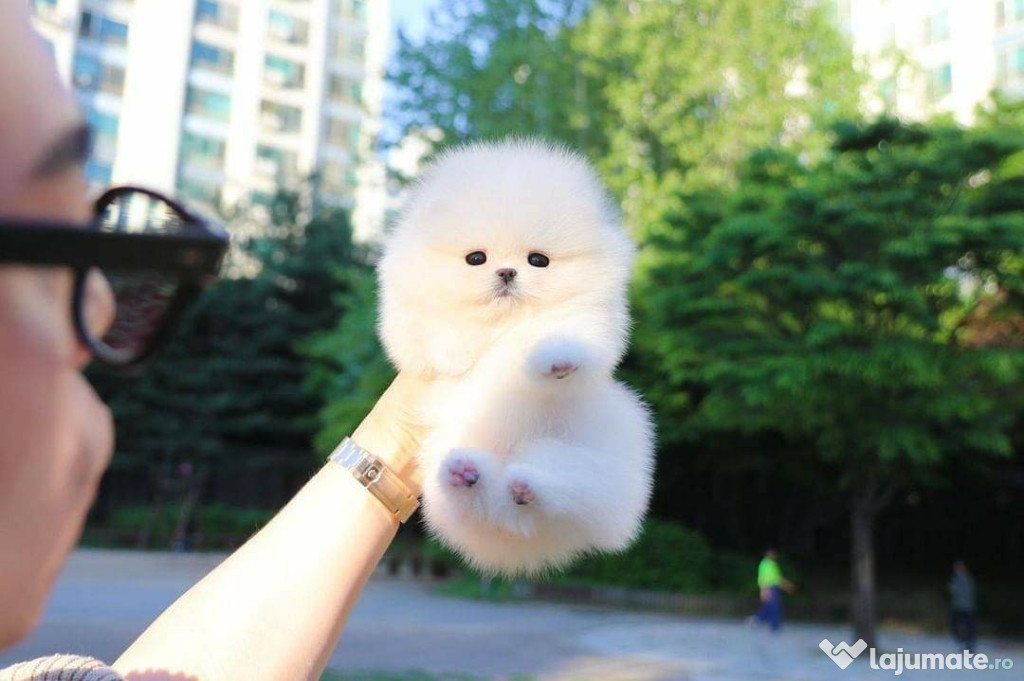 Pomeranian puppy teeacup mini