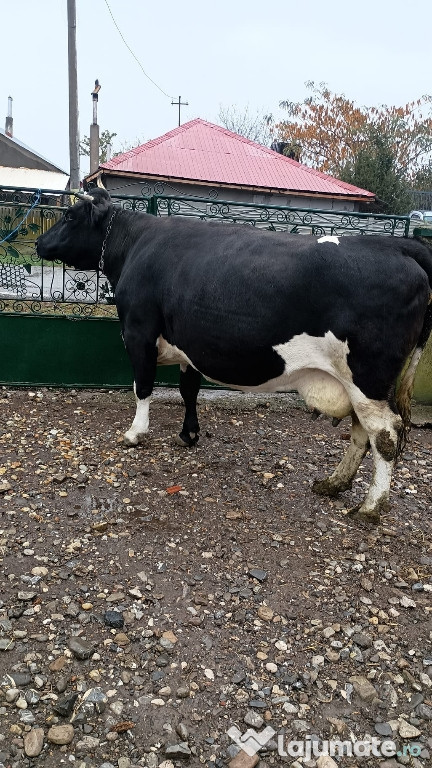 Vand vaca 680 kg ptr sacrificat