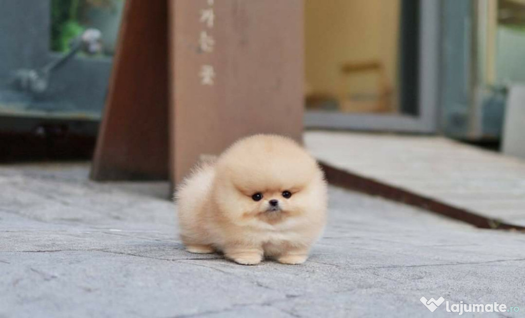 Pomeranian mini toy rasa Pomeranian mino