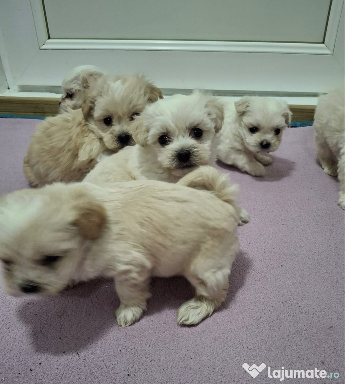 Cățeluși bichon maltese