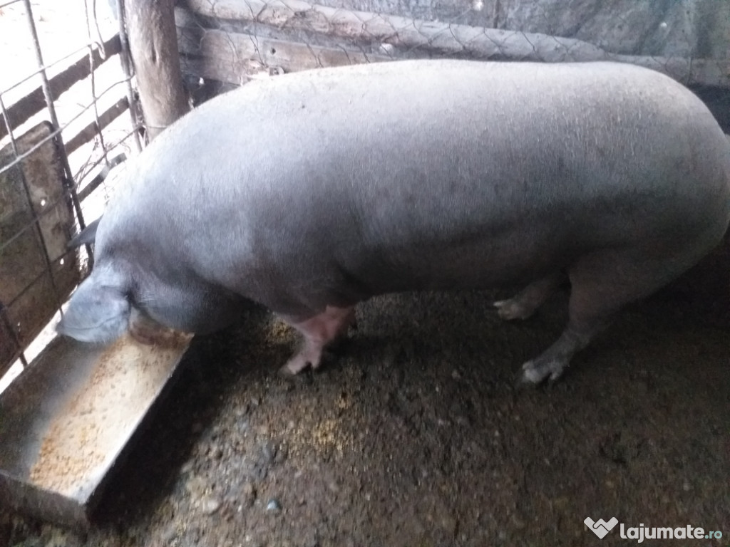 Porci de vanzare