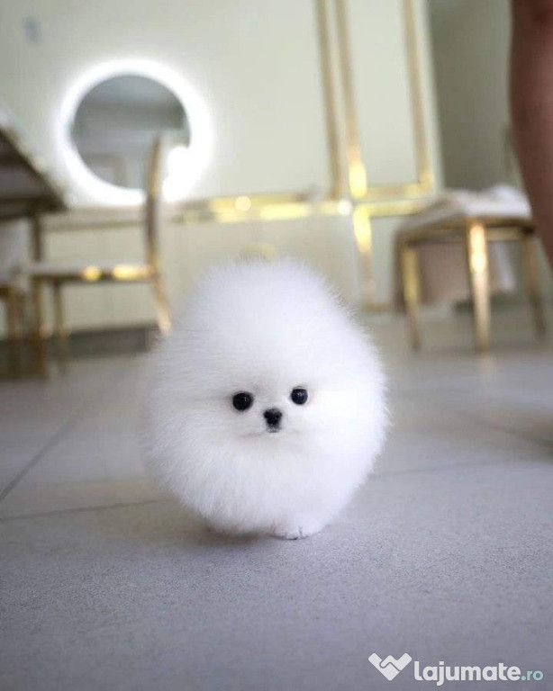 Pomeranian pappy boo