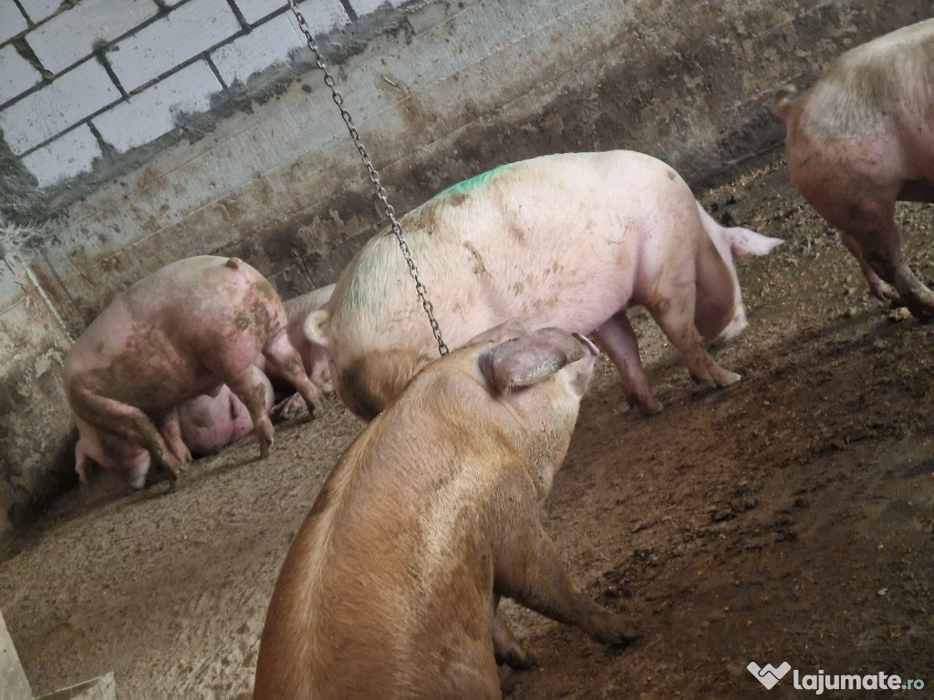 Vând porci de carne