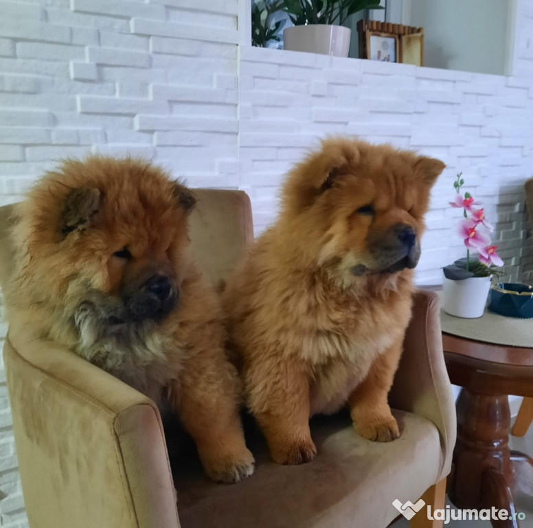 Chow Chow catelusi de vanzare