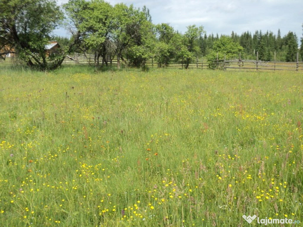 Teren la munte, zona Vatra Dornei 9400mp