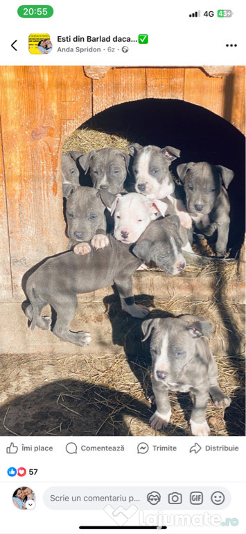 Amstaff blue o bucurie alături de tine