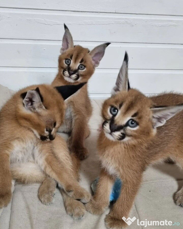 Pisoi serval, savannah și caracal