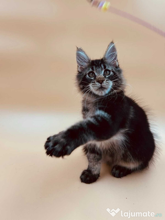 Maine coon băiețel și fetiță