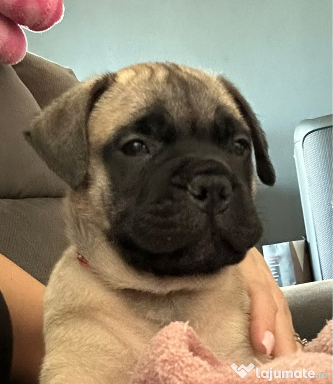 Vand pui Bullmastiff