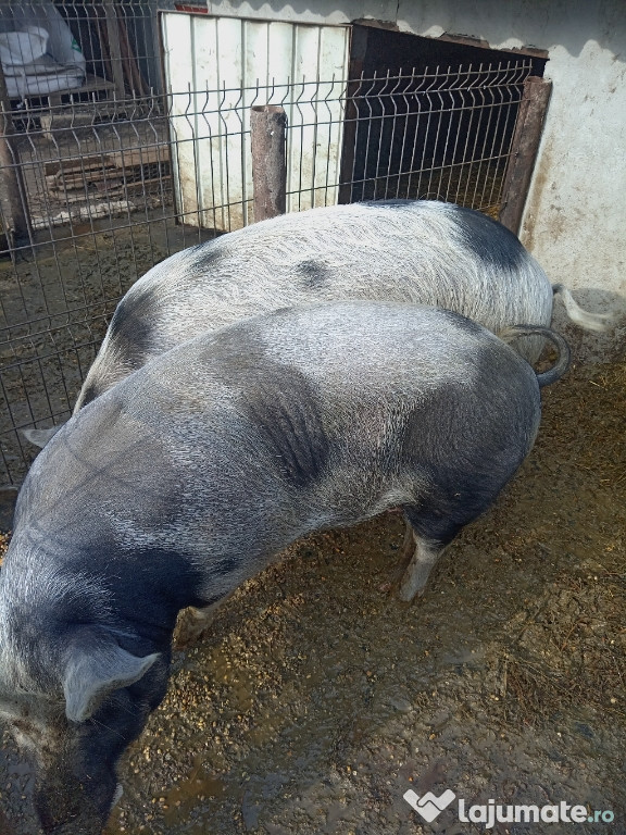 Porci de vanzare