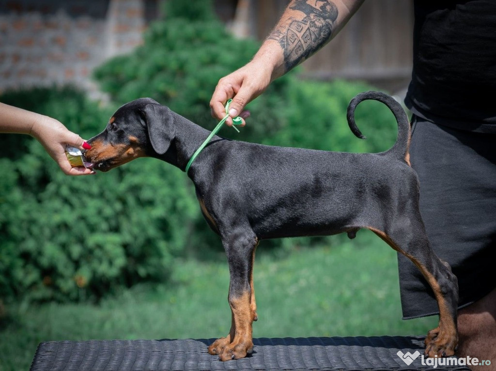 Doberman cățeluși de vânzare