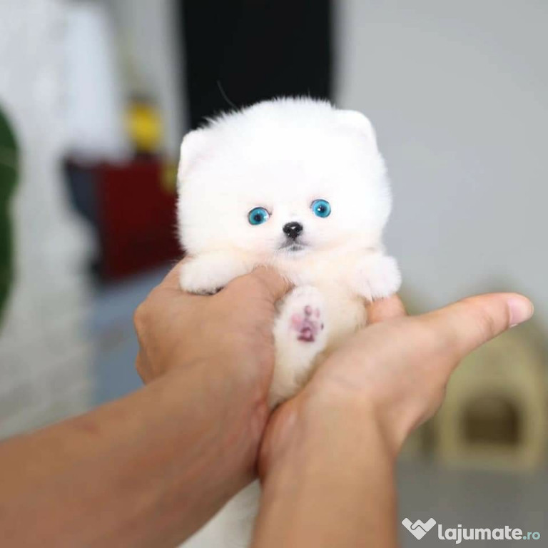 Pomeranian boo teeacup cadoul perfect