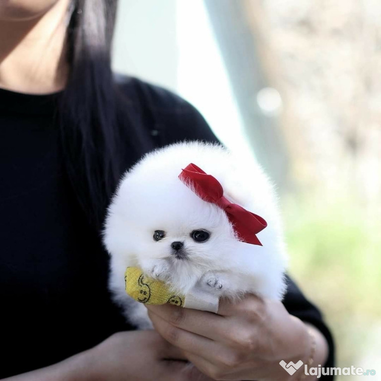 Pomeranian Teeacup