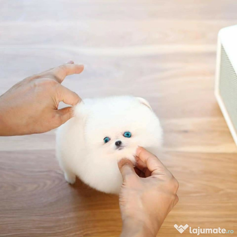 Pomeranian mini boo exemplare superbe de rasa pura