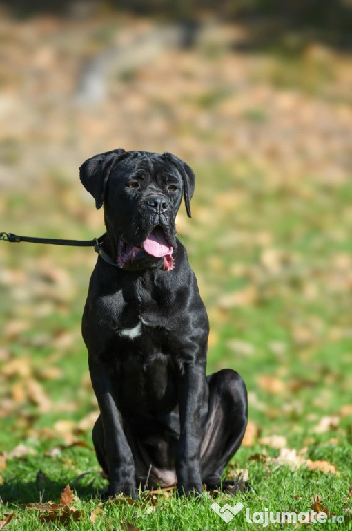 Vând cățelușă femelă Cane Corso