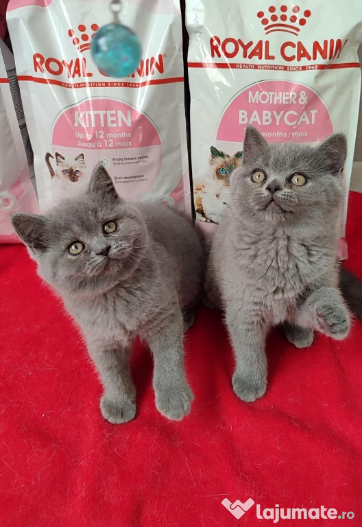 British shorthair băieței și fetițe